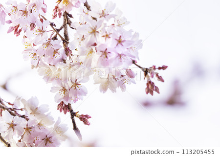 美麗的粉紅色櫻花 113205455