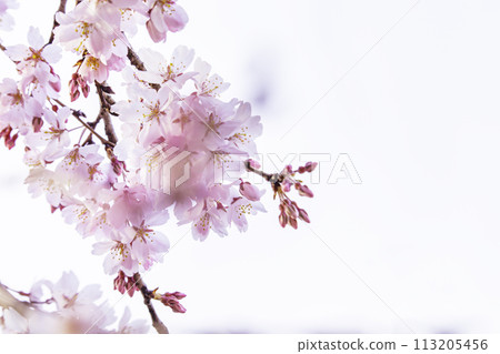 Beautiful pink cherry blossoms 113205456