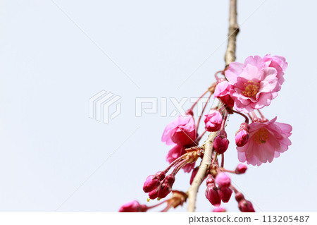 櫻花盛開 櫻花盛開 113205487