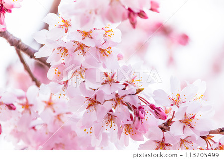 美麗的粉紅色櫻花 美麗的粉紅色櫻花 113205499