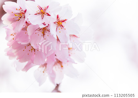 Beautiful pink cherry blossoms 113205505