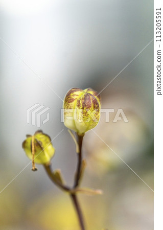 朱紅色花朵黑百合膠囊的特寫 朱紅色花朵黑百合膠囊的特寫 113205591