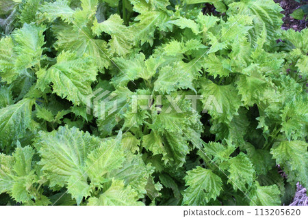 Fresh leaves Fresh leaves 113205620