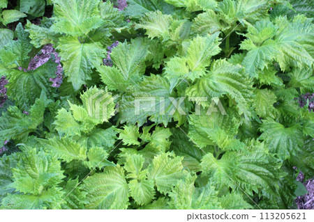 Fresh leaves 113205621