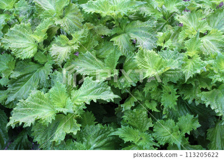 Fresh leaves Fresh leaves 113205622