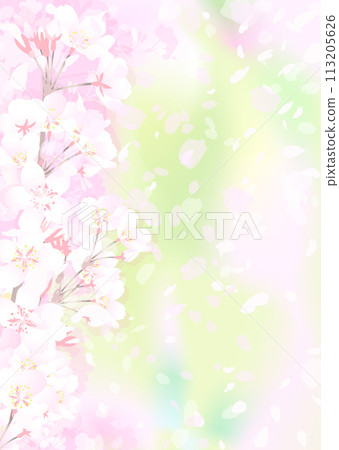 櫻花和新鮮的綠色 113205626