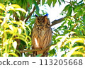 Long-eared owl opening its eyes 113205668