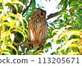 Long-eared owl opening its eyes in profile 113205671