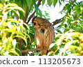 Long-eared owl opening its eyes in profile 113205673