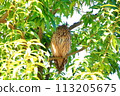 Long-eared owl facing backwards 113205675