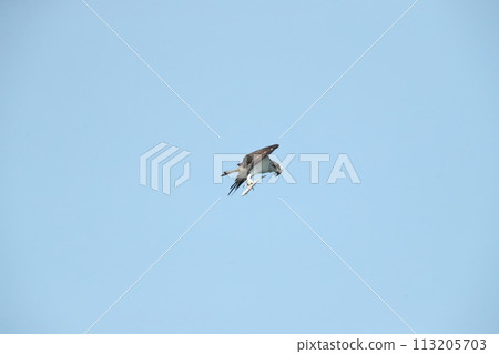 Hunting of the Osprego 113205703