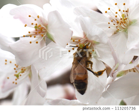 Bees crawling into cherry blossoms (Somei Yoshino cherry trees and honeybees in Kyoukai-dori Line Soe Green Park) Bees crawling into cherry blossoms (Somei Yoshino cherry trees and honeybees in Kyoukai-dori Line Soe Green Park) 113205736