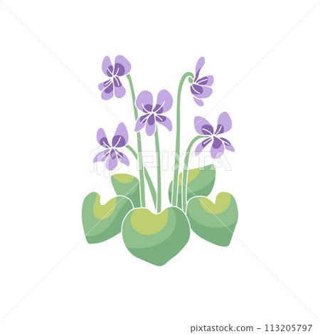Canary islands stylized blue violet wild flower motif 113205797