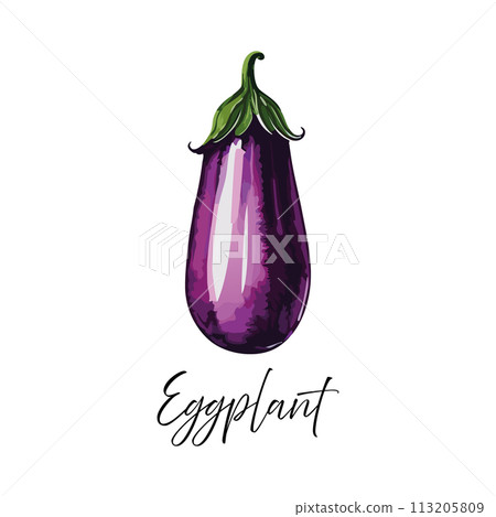 Eggplant vector illustration 113205809
