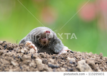 European mole crawling out of molehill above ground, showing strong front feet used for digging underground tunnels 113205831