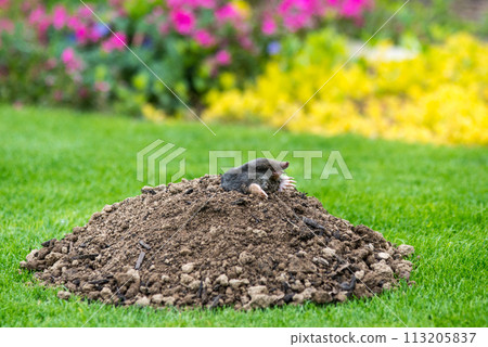Mole animal - Talpa Europaea, causing damage as a pest in the garden with its mole hills and underground tunnels 113205837