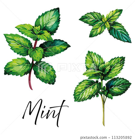Mint vector illustration.  113205892