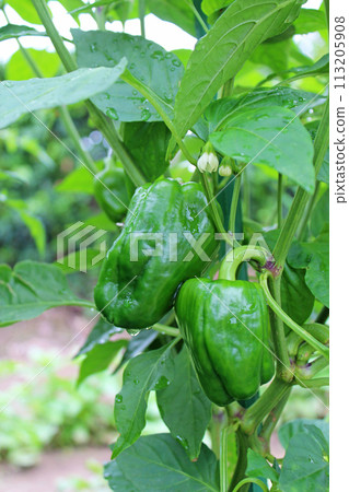 接近收穫的辣椒 113205908