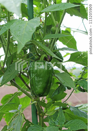 接近收穫的辣椒 113205909