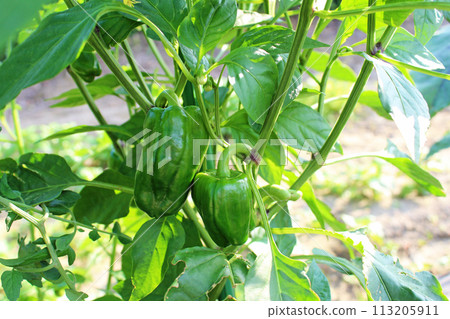 接近收穫的辣椒 113205911