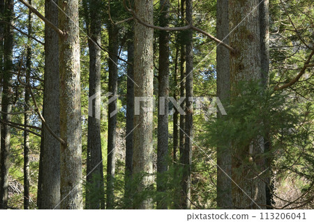 Cedar forest Cedar forest 113206041