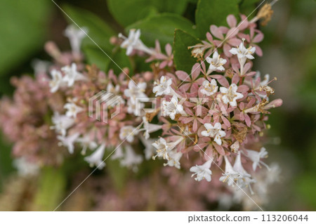 Kotsukubaneutsutsu which blooms trumpet-shaped white flowers Kotsukubaneutsutsu which blooms trumpet-shaped white flowers 113206044