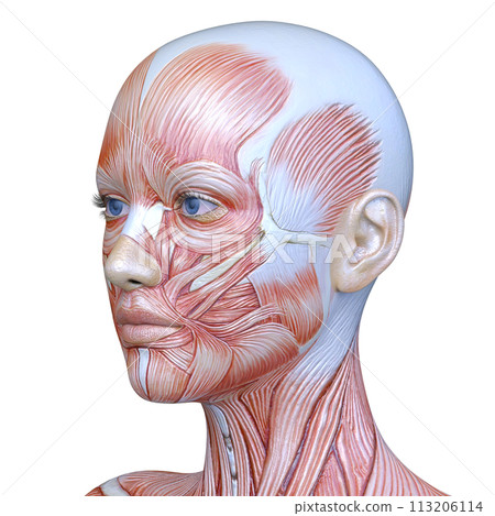 Close-up of a woman's face Close-up of a woman's face 113206114