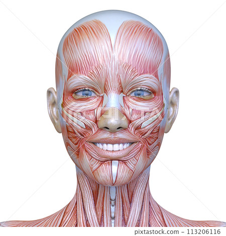 Close-up of a woman's face Close-up of a woman's face 113206116