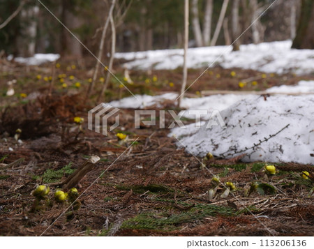 Fukujusou buds in the forest as the snow melts Fukujusou buds in the forest as the snow melts 113206136
