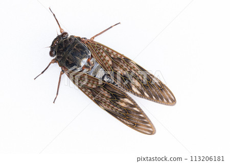 A photo of a brown cicada on a white background 113206181