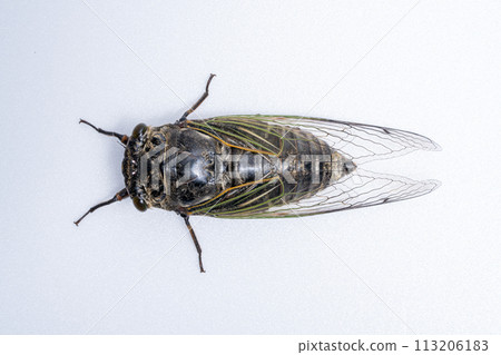 白色背景下拍攝的黑蟬（雄性）照片 113206183