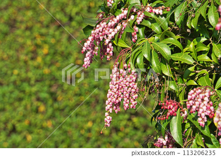 Asebi flowers (spring, March) Asebi flowers (spring, March) 113206235