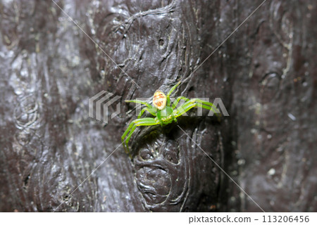 A very small juvenile columbine spider, characterized by its overall green color and brown abdomen with markings (natural light + strobe, macro photography) 113206456