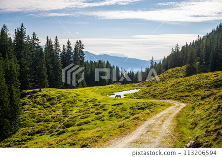 Winding road through lush green hills under a blue sky with wispy clouds, surrounded by dense forests in an alpine region. Austria 113206594