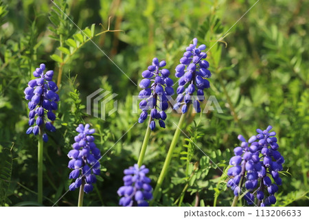 Purple flowers of Muscari blooming in the spring field Purple flowers of Muscari blooming in the spring field 113206633