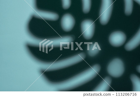 Shadows from monstera leaves 113206716