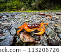 orange crab in the forest 113206726