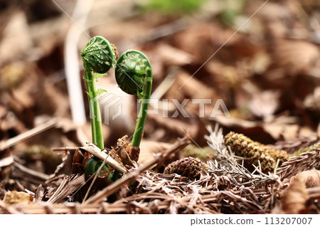 A spring flavour to look forward to: Kogomi, a wild vegetable that is delicious when fried 113207007