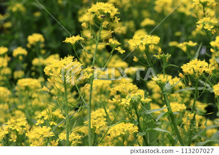Water rape blossoms 113207027
