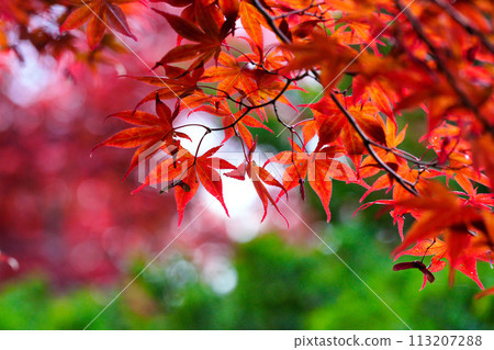 Bright autumn leaves 113207288
