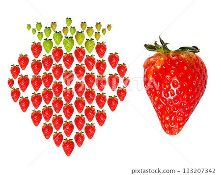 [White background] Strawberry design made from strawberries, collection of strawberries 113207342