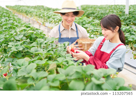 Young men and women picking strawberries in a greenhouse Young men and women picking strawberries in a greenhouse 113207565