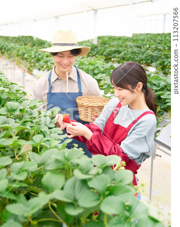 Young men and women picking strawberries in a greenhouse 113207566