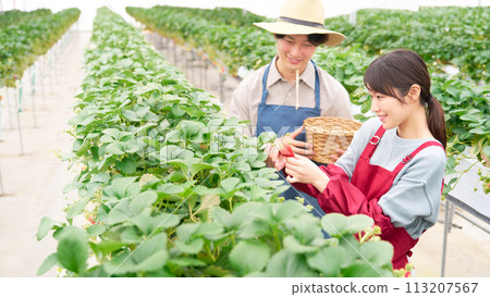 Young men and women picking strawberries in a greenhouse Young men and women picking strawberries in a greenhouse 113207567