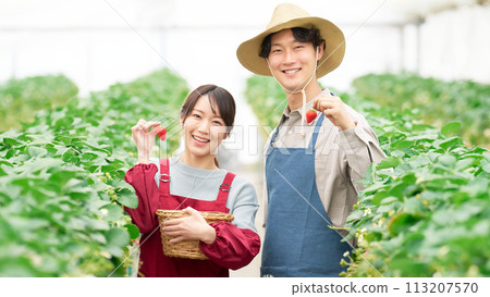 年輕男女拿著溫室裡收成的草莓微笑 113207570