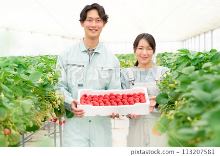 A young man and woman smiling while holding harvested strawberries A young man and woman smiling while holding harvested strawberries 113207581