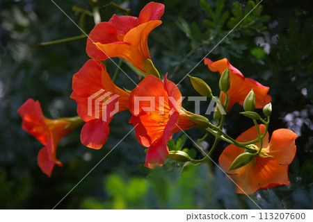 Orange trumpet flower Nozenkazura that attracts attention in midsummer 113207600