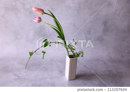 鬱金香 鬱金香 113207684