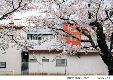 Retro house and cherry blossoms in Hakodate, Hokkaido, Japan Retro house and cherry blossoms in Hakodate, Hokkaido, Japan 113207731