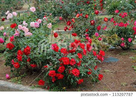 Arao City Ominous Citizen Flower Bed Rose Flower, Arao City Ominous Citizen Flower Bed Rose Flower, 113207787